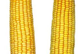 美国产玉米视频,丰收背后的科技力量与市场前景