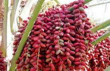 国产椰枣采摘视频播放,采摘瞬间捕捉自然甘甜