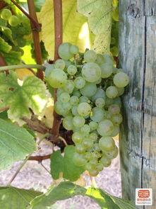 国产椰枣采摘视频播放,采摘瞬间捕捉自然甘甜