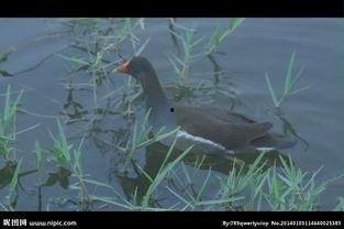 国产水鸟改造视频大全集,创意无限，匠心独运