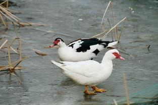 国产水鸟改造视频大全集,创意无限，匠心独运