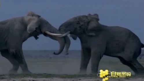 大象视频国产影视下载,国产影视下载新体验