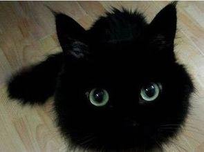 国产猫片大全视频