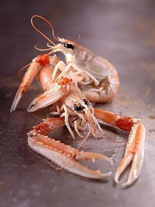 捕捞国产鳌虾视频,渔网中的鲜美滋味