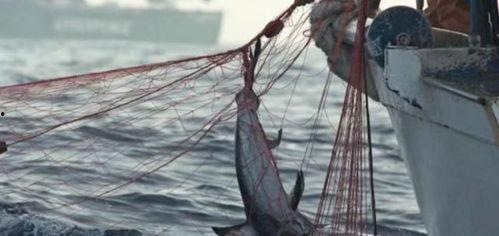 捕捞国产鳌虾视频,渔网中的鲜美滋味