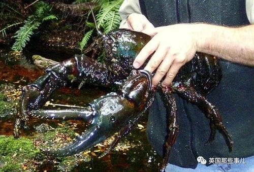 捕捞国产鳌虾视频,渔网中的鲜美滋味