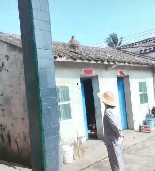 国产民宅真实盗摄视频区