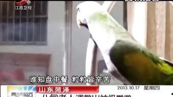 国产调教男奴的视频,揭秘隐秘的欲望世界