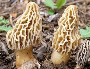 国产羊肚菌产品介绍视频,大自然的馈赠与美味之旅