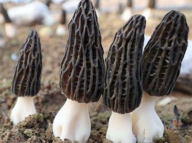 国产羊肚菌产品介绍视频,大自然的馈赠与美味之旅