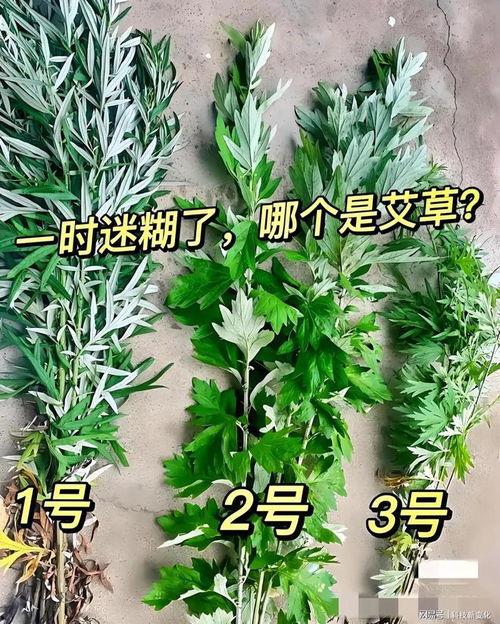 国产艾草视频播放,国产视频带你领略传统草药魅力
