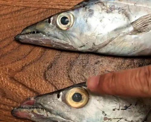 国产鳌虾辨别真假视频