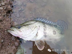 国产鳜鱼竿评测合集视频,性能解析与选购指南