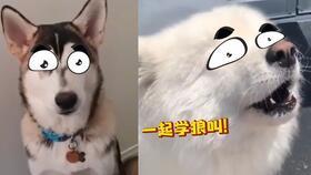 小狗宝盒中国产视频