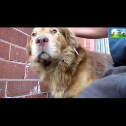 小狗宝盒中国产视频  第2张