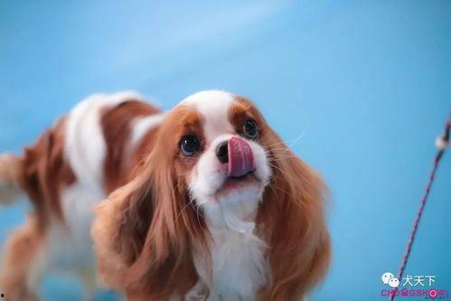 小狗宝盒中国产视频  第3张